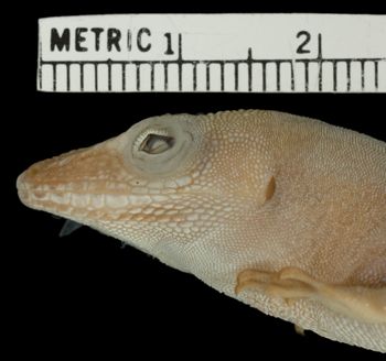 Media type: image;   Herpetology R-70666 Aspect: head lateral